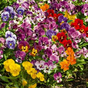 Viola Cornuta Variée